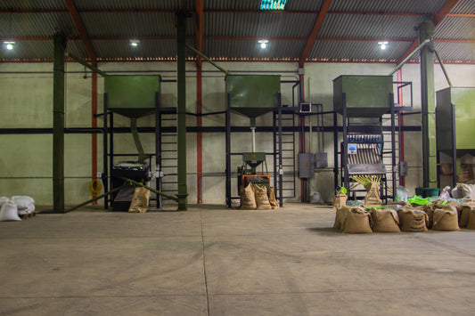 “No sabía que Venezuela producía café”: el regreso de un origen que el mercado olvidó