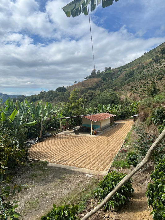 Producción de Café en Venezuela