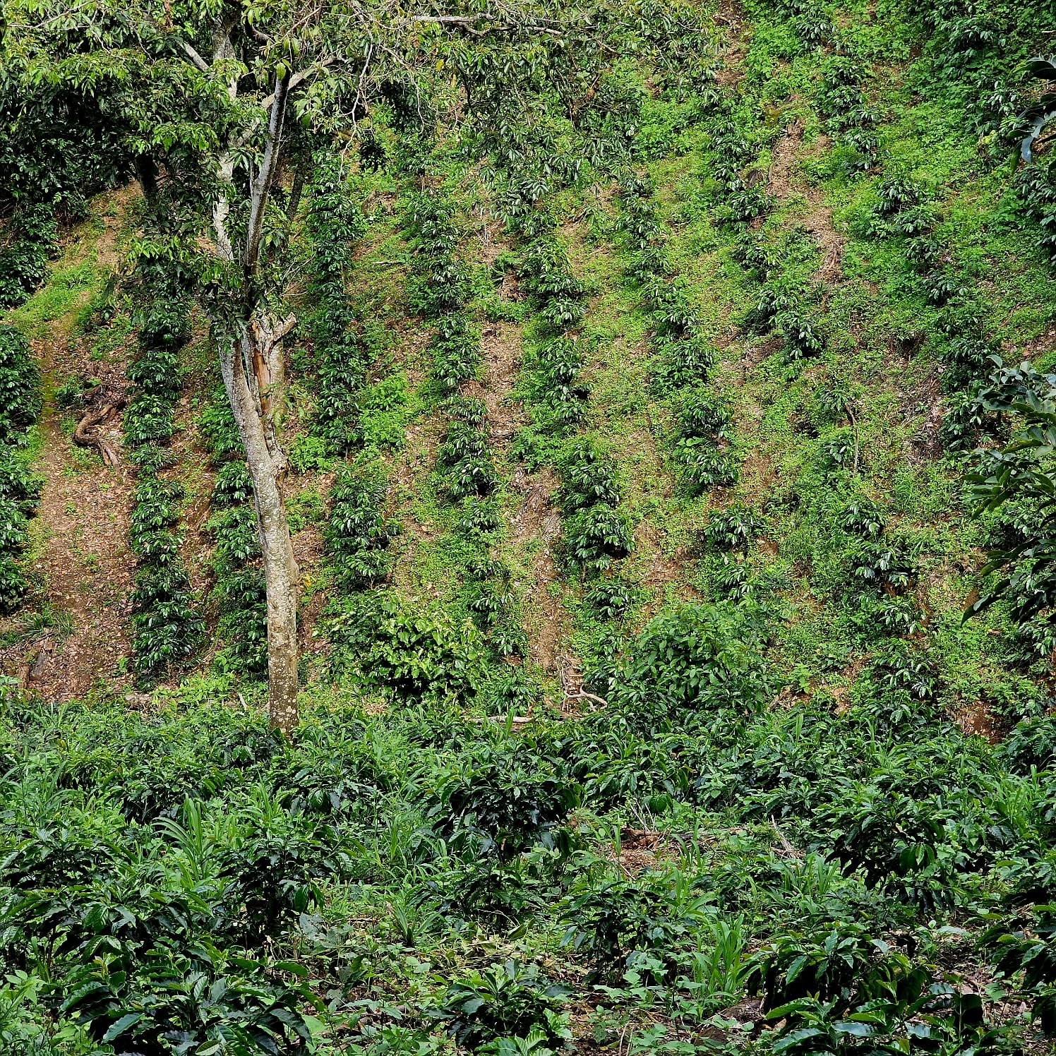 El Salvador