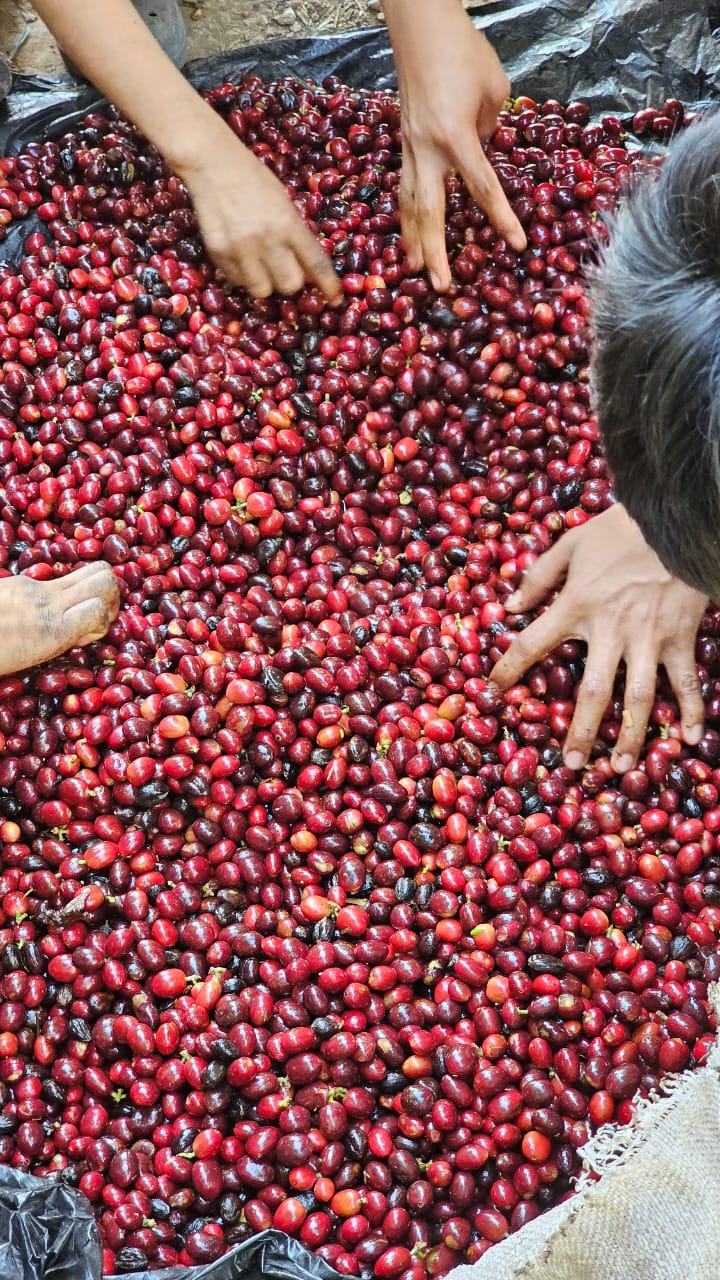 El Salvador - Malacara C - Bourbon Naranja - Lavado