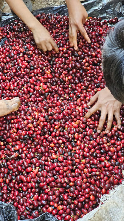 El Salvador - Malacara C - Bourbon Naranja - Lavado
