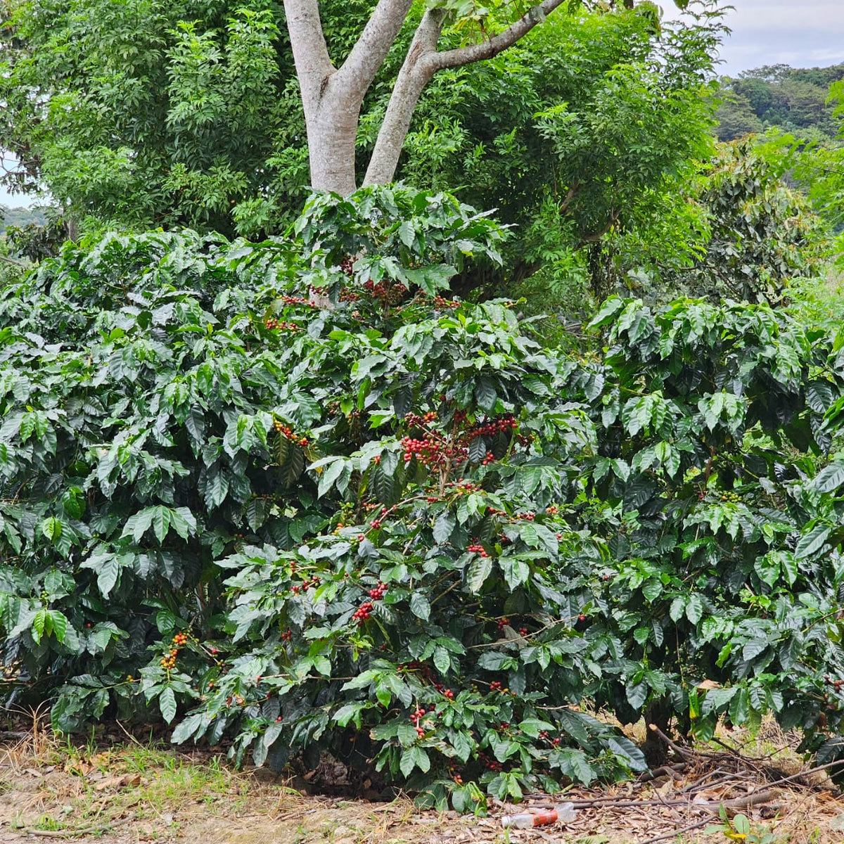 El Salvador - Malacara C - Bourbon Naranja - Lavado