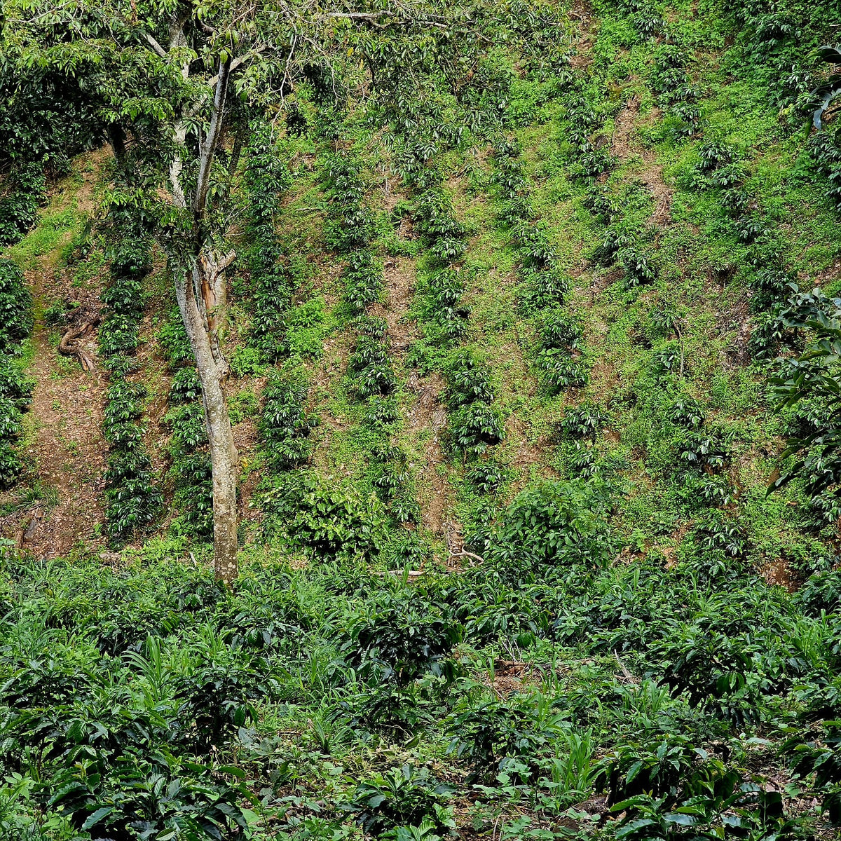 El Salvador