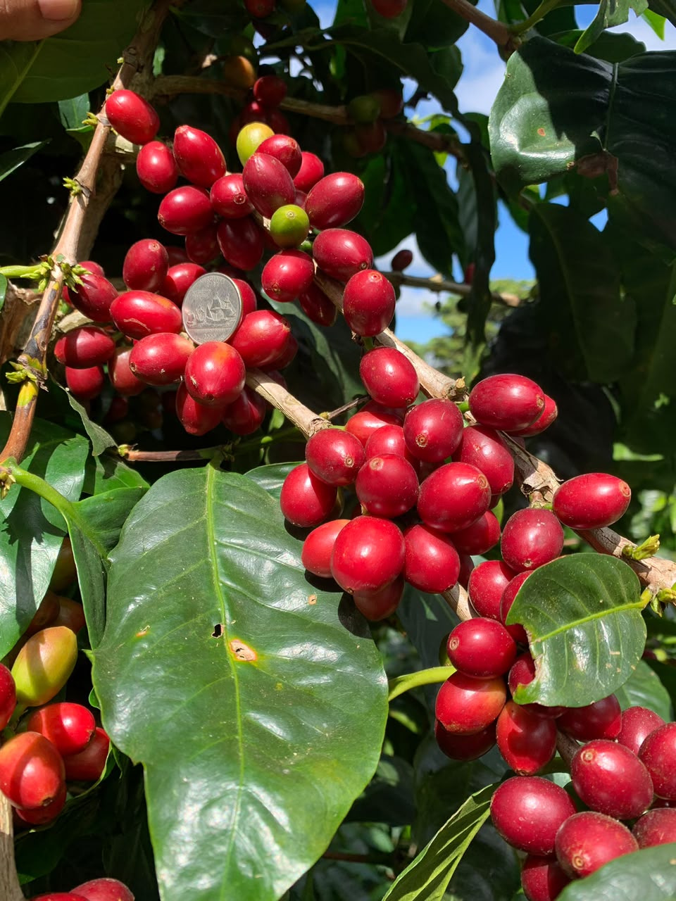 El Salvador - Malacara C - Pacamara - Natural