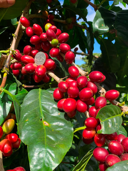 El Salvador - Malacara C - Pacamara - Natural