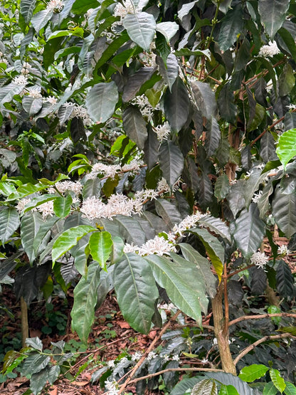 El Salvador - Malacara C - Bourbon Naranja - Natural