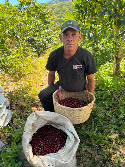El Salvador - Malacara C - Bourbon Rojo - Lavado