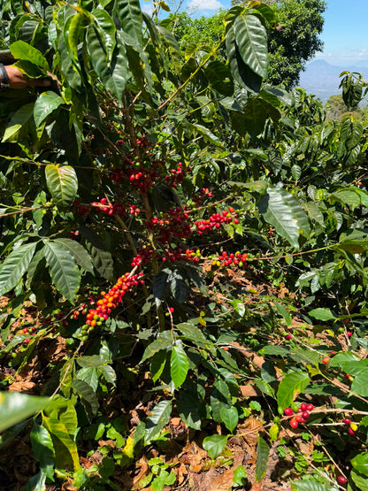 El Salvador - Malacara C - Bourbon Rojo - Lavado