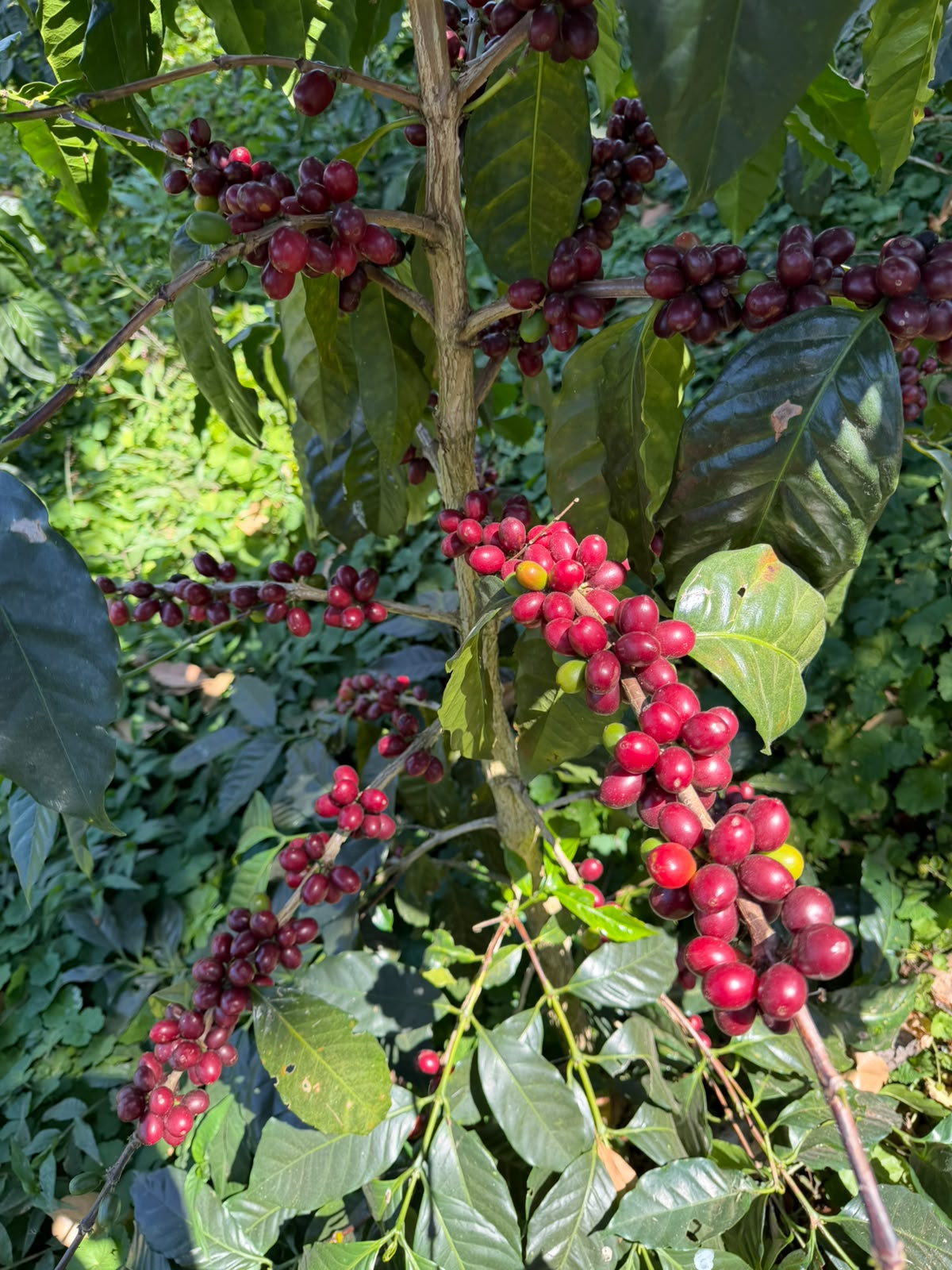 El Salvador - Malacara C - Bourbon Rojo - Lavado