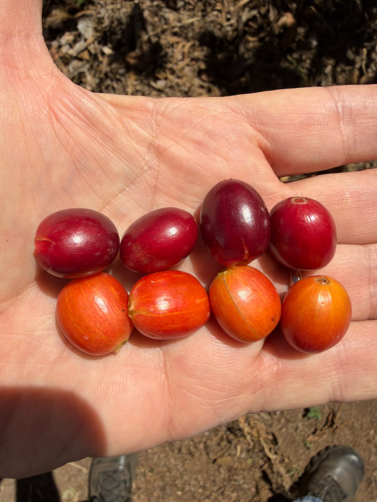 El Salvador - Malacara C - Bourbon Naranja - Natural