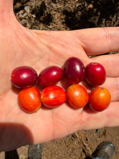 El Salvador - Malacara C - Bourbon Naranja - Natural