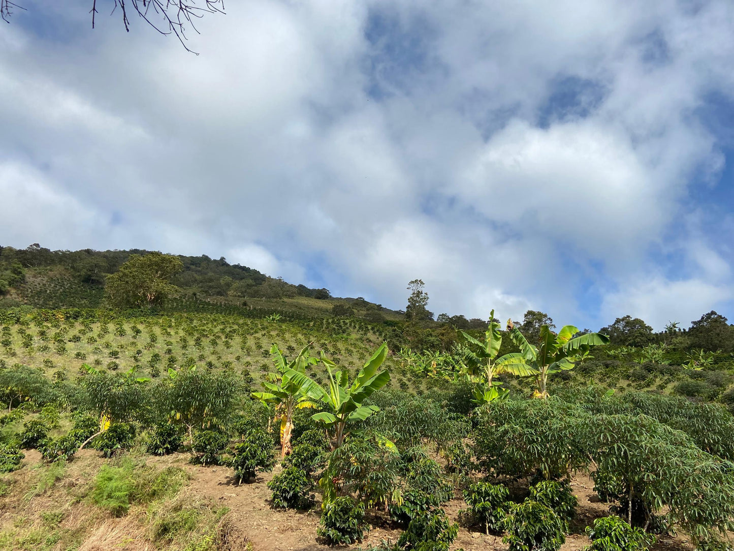 Venezuela - Loma del Ovejo - Caturra