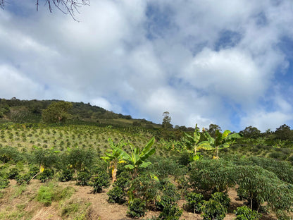Venezuela - Loma del Ovejo - Caturra