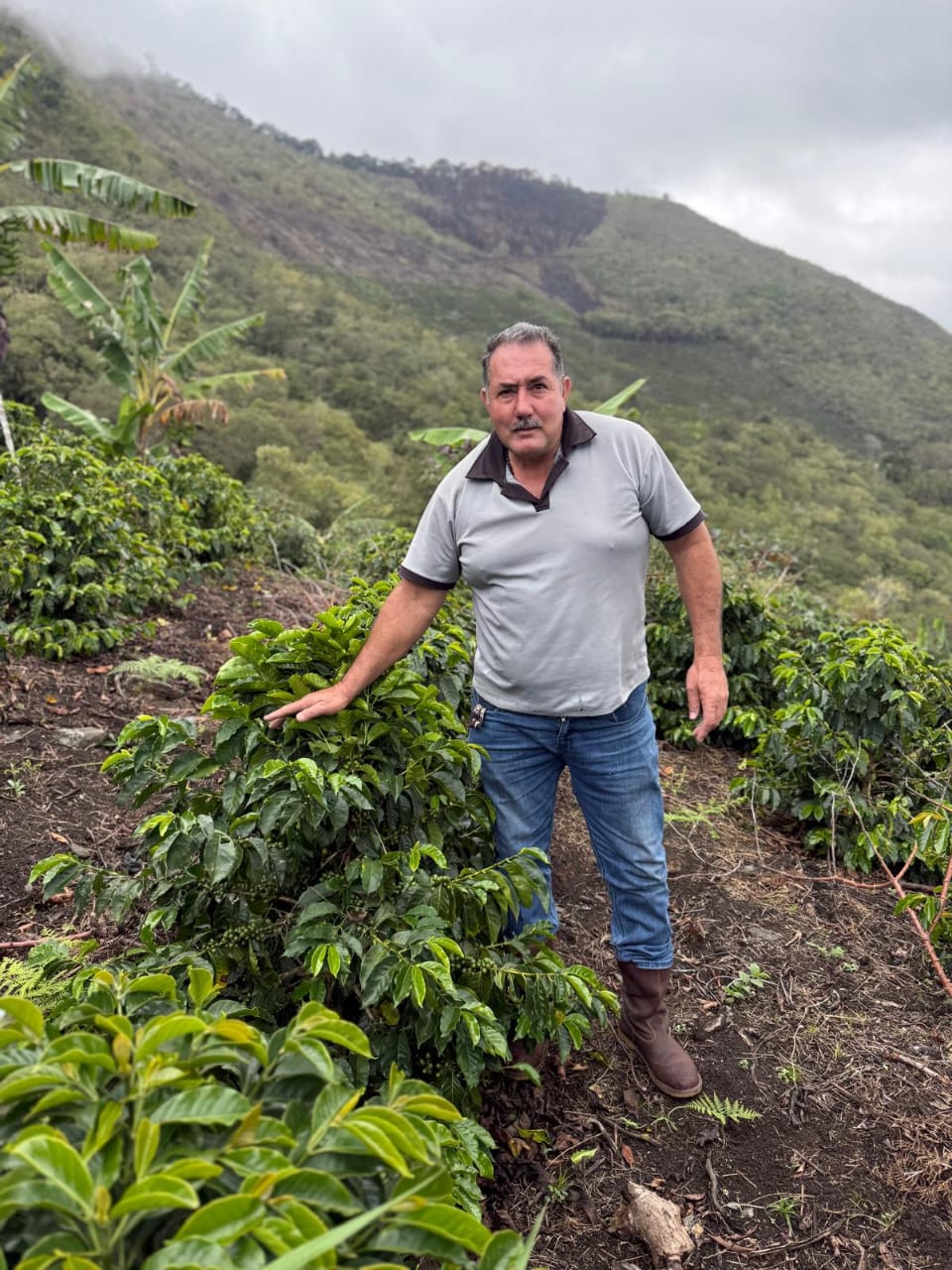 Venezuela - Loma del Ovejo - Caturra