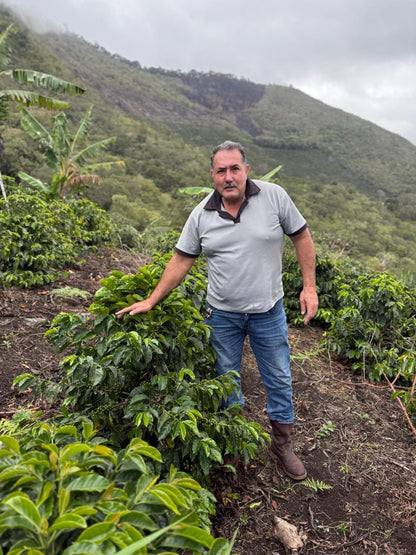 Venezuela - Loma del Ovejo - Caturra