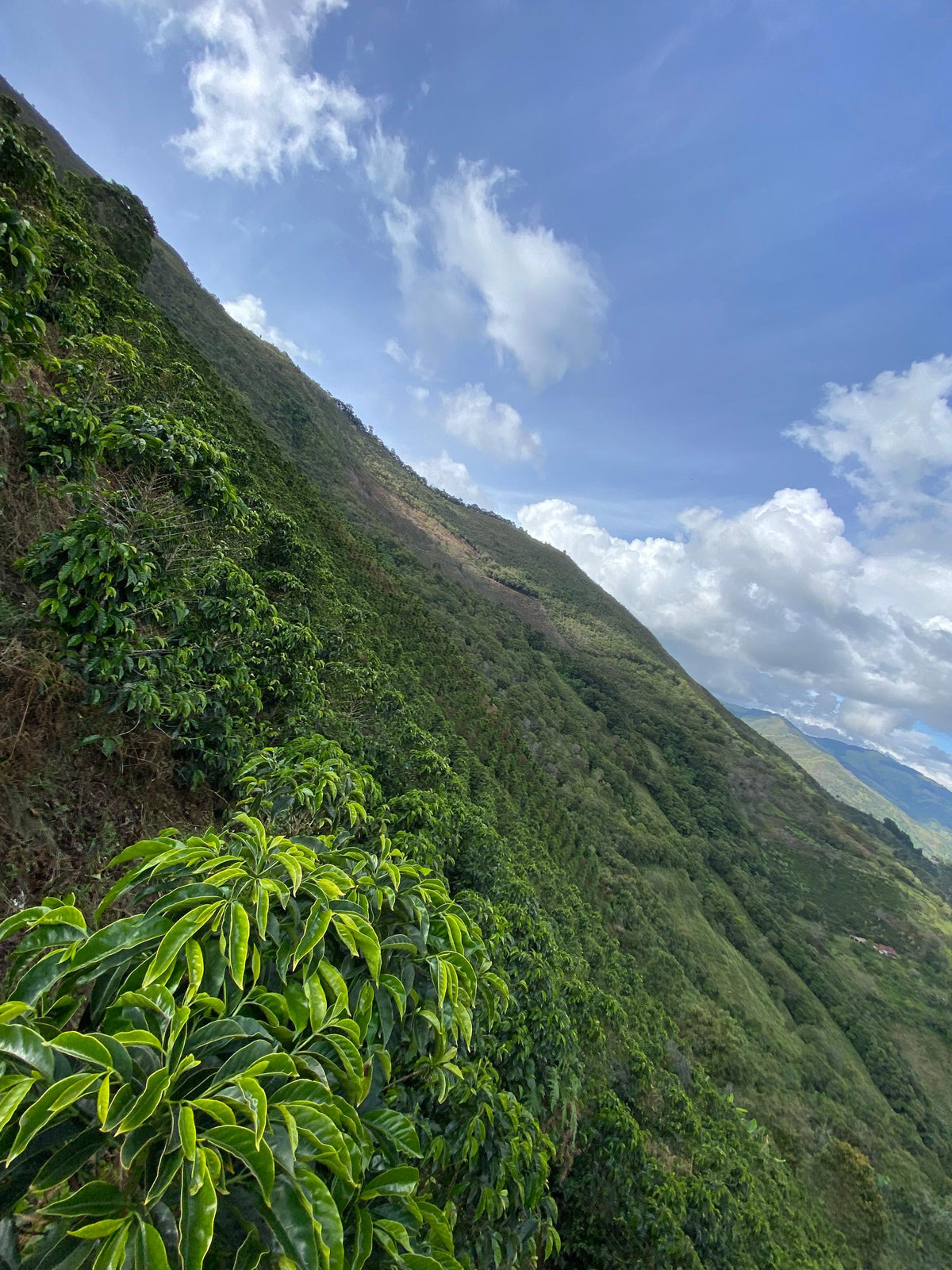 Venezuela - Loma del Ovejo - Caturra