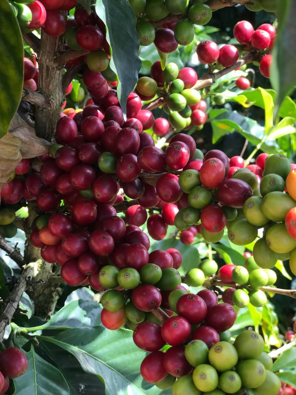 Venezuela - Loma del Ovejo - Caturra