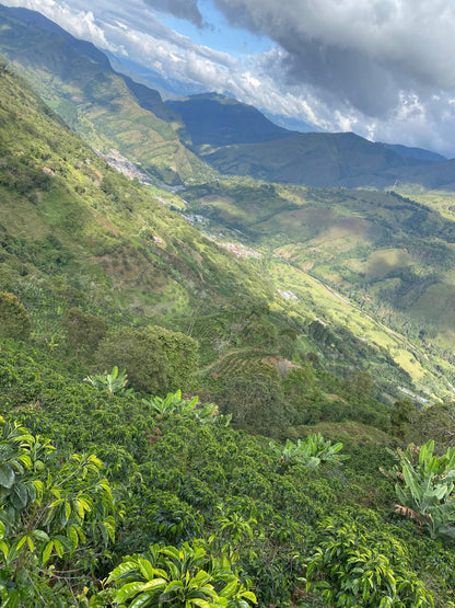 Venezuela - Loma del Ovejo - Caturra